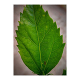 Hibiscus Plant Petal (Print Only) thumbnail