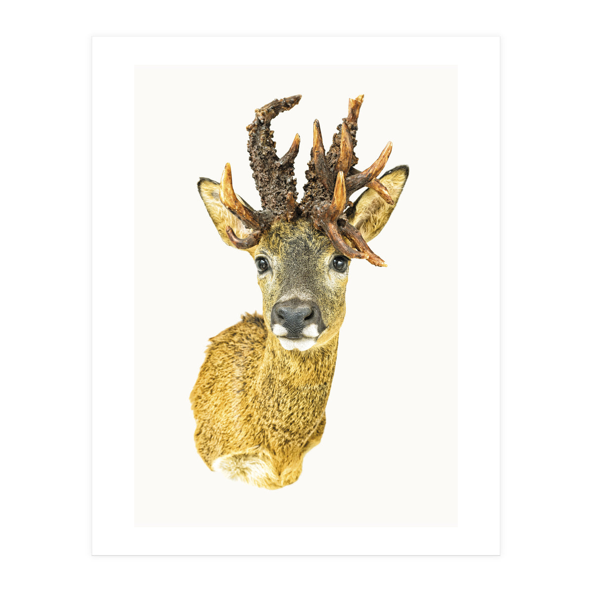 Cc Animal 01 (Print Only)