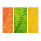 Autumn Leaves (Print Only) thumbnail