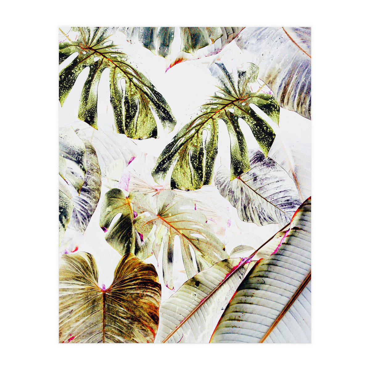 Vintage Tropica (Print Only)