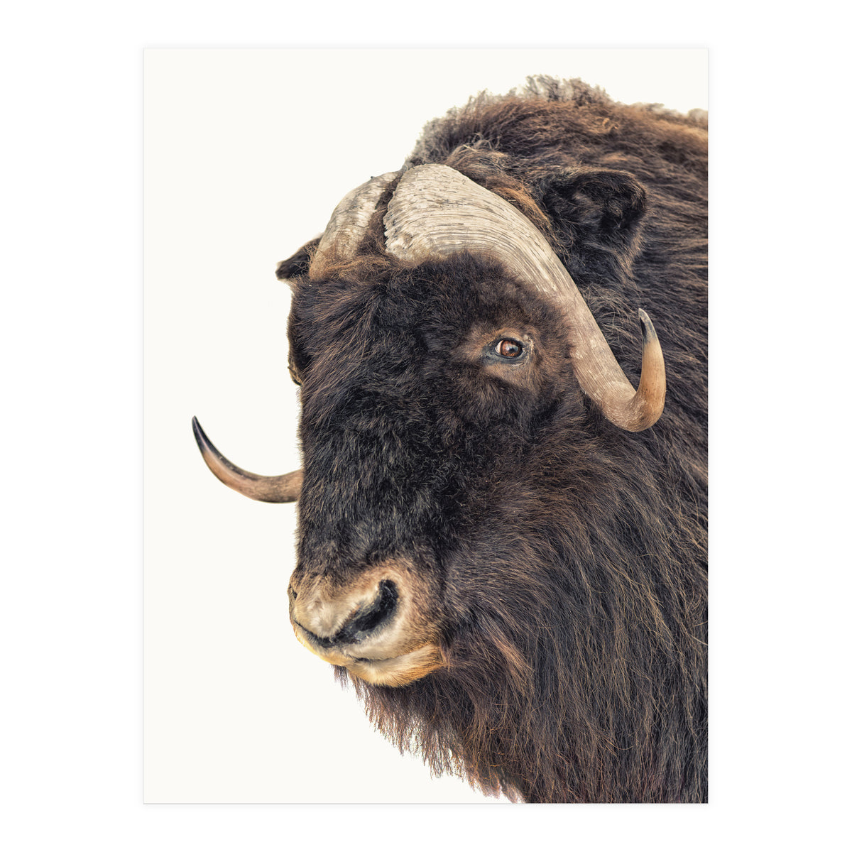 Cc Animal 02 (Print Only)