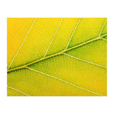 Autumn Leaf (Print Only) thumbnail