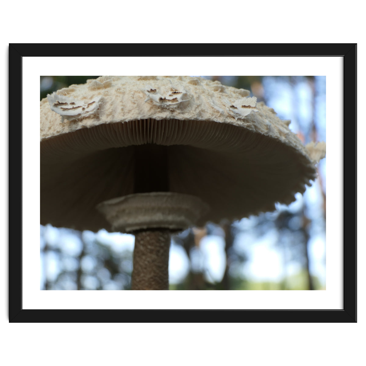 Shelter In The Woods