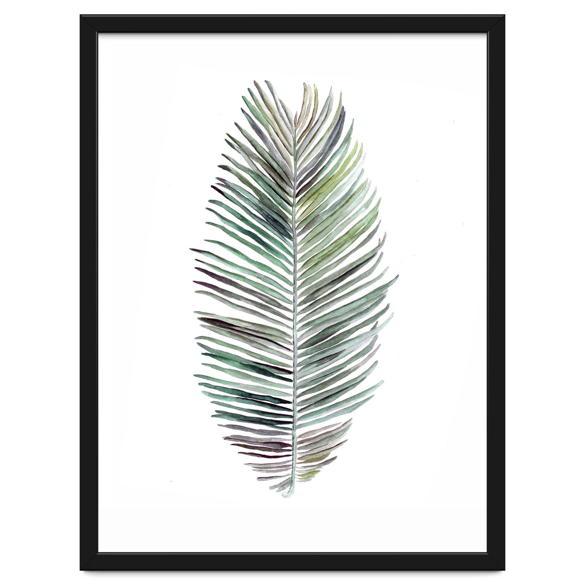 Botanical Illustration Cocos Palm
