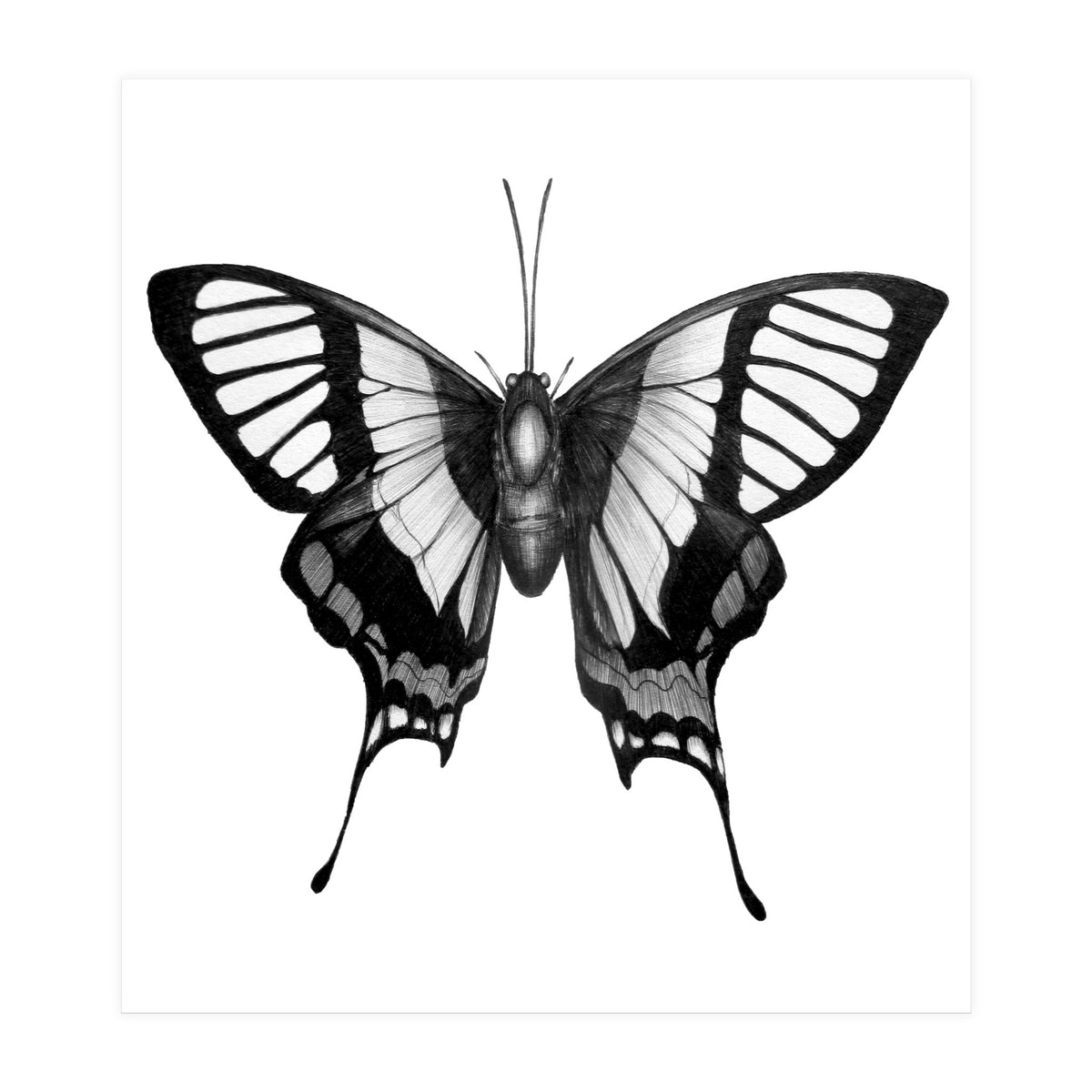 Butterfly Wings (Print Only)