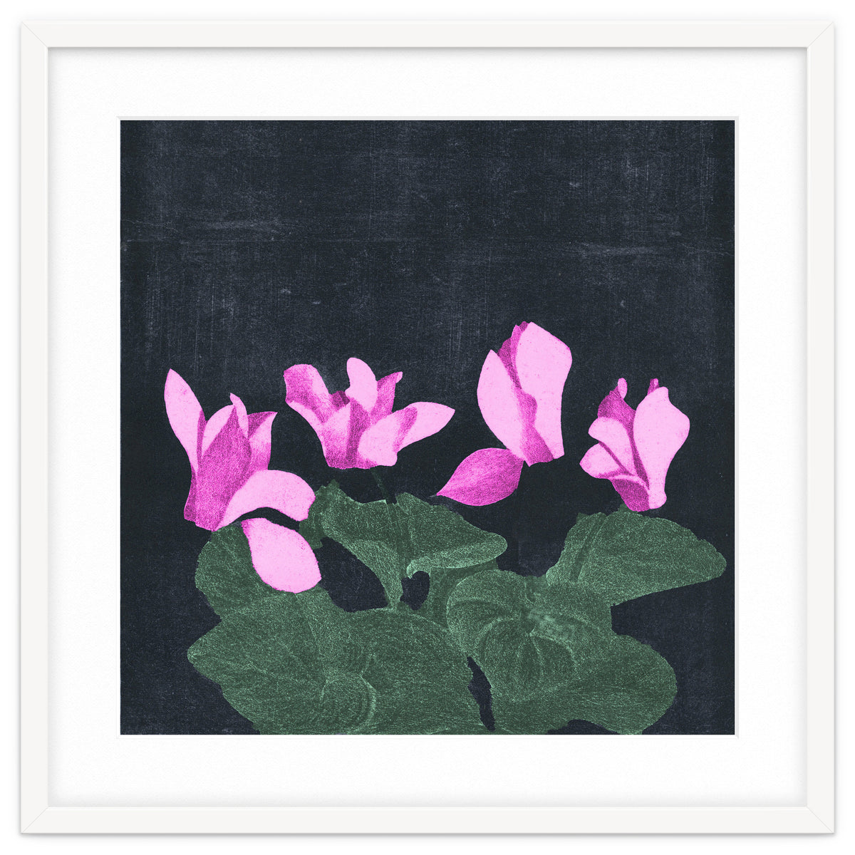 Cyclamen