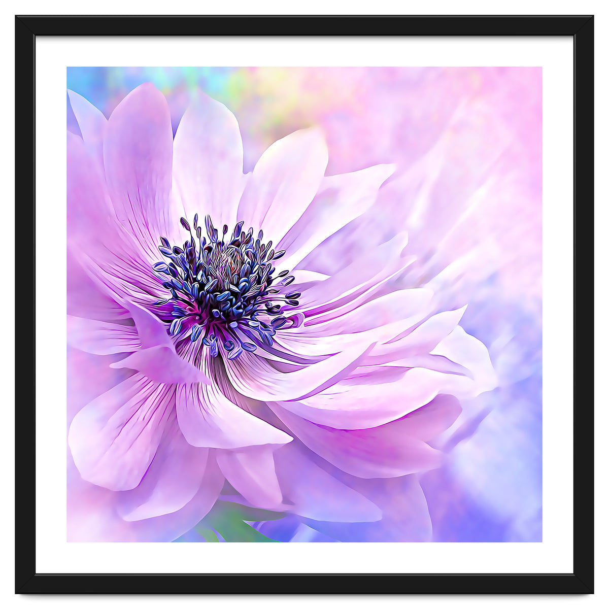 Wispy Purple Anemone