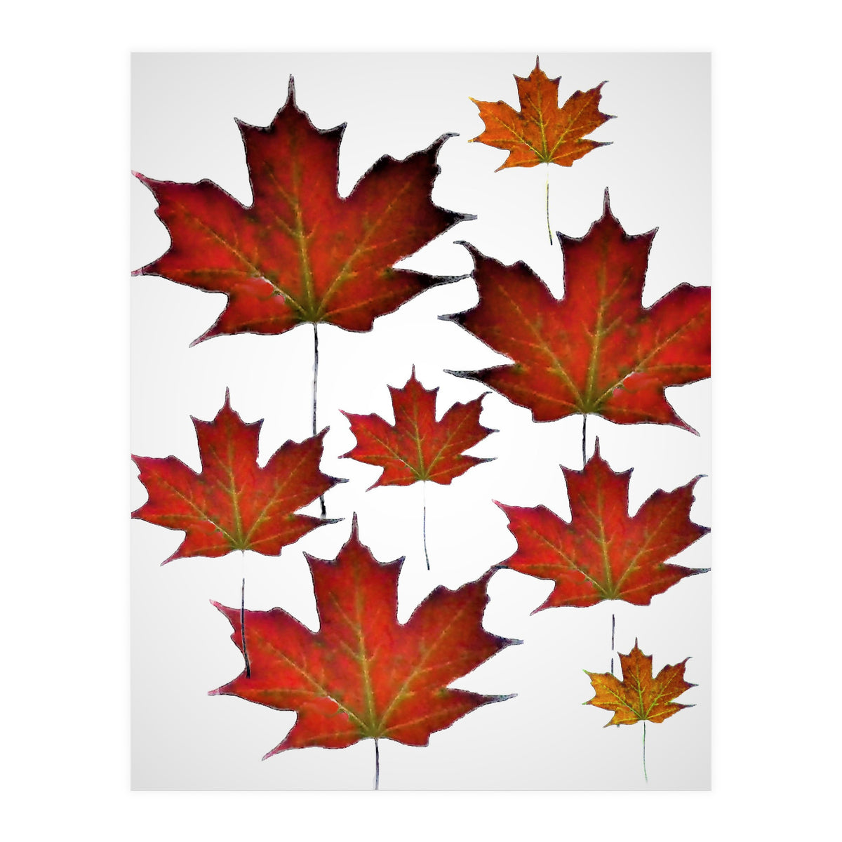 Autumn  leaves (Print Only)