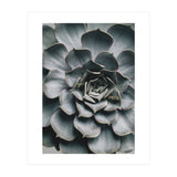 pianta grassa (Print Only) thumbnail