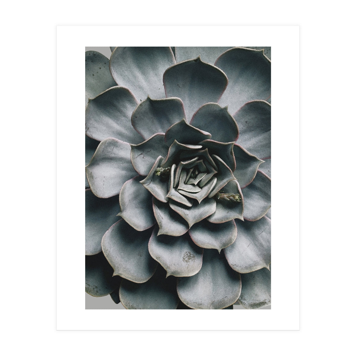 pianta grassa (Print Only)