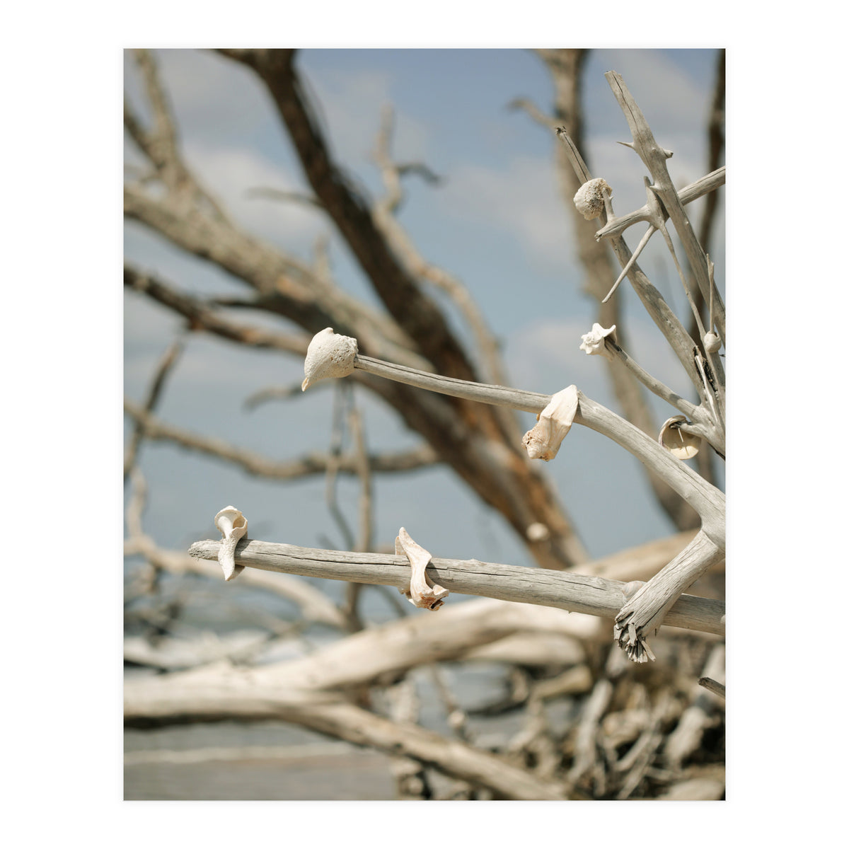 Seashells And Driftwood  (Print Only)