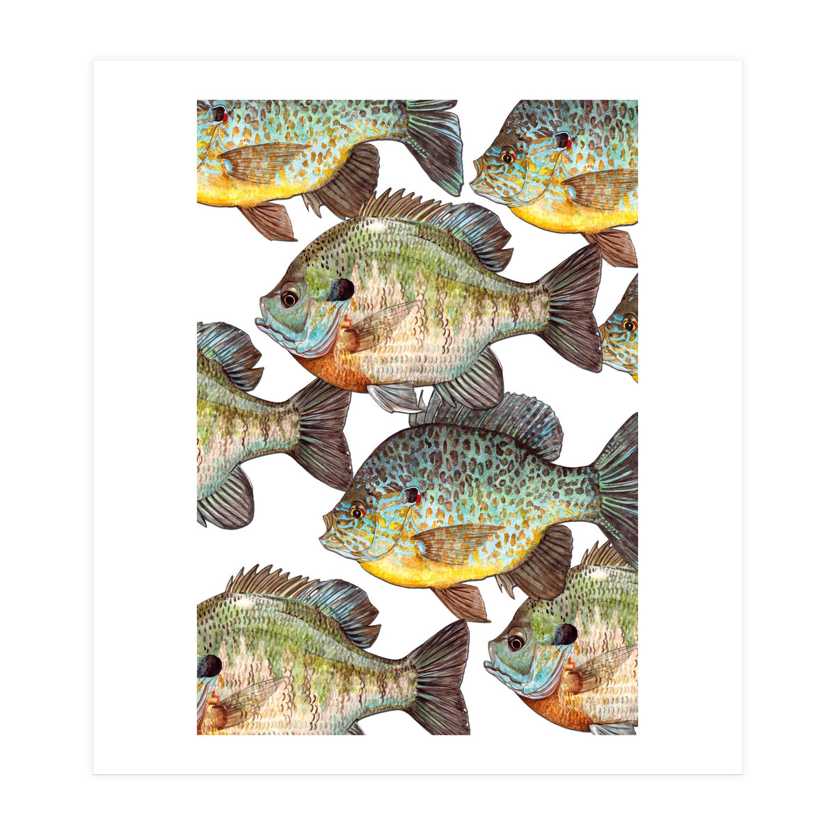 Lake Sunfish (Print Only)