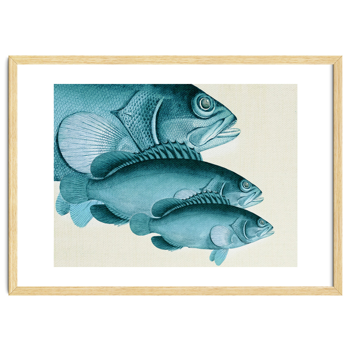 Fish Classic Designs 4