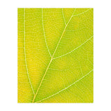 Autumn Leaf (Print Only) thumbnail
