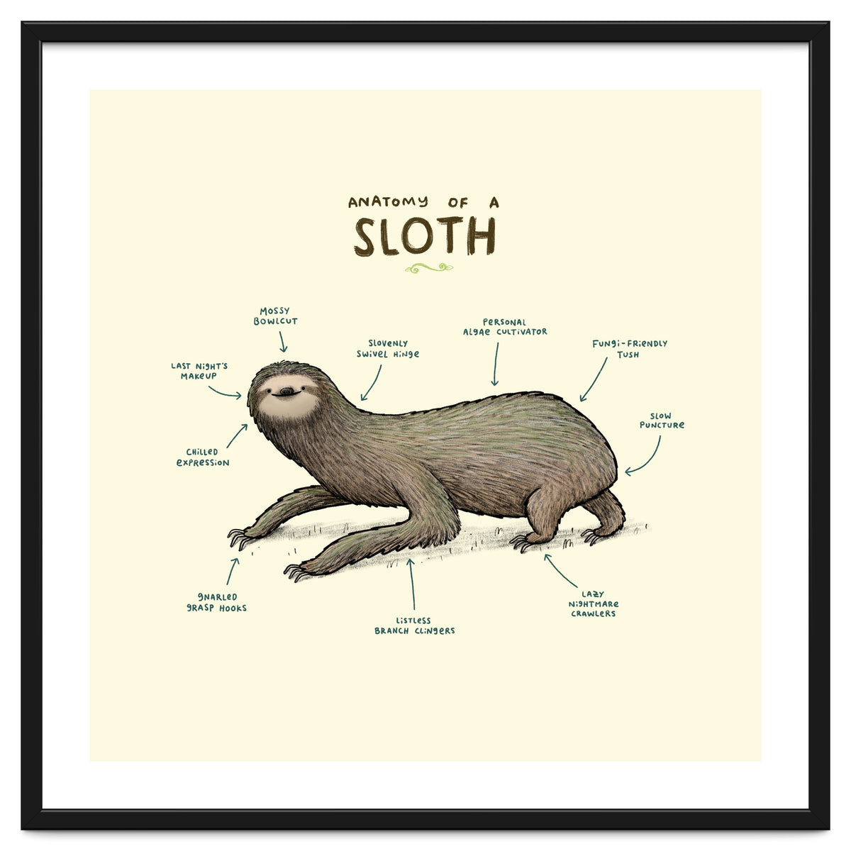 Anatomy Of A Sloth