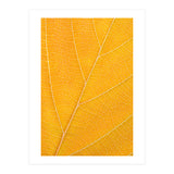 Autumn Leaf (Print Only) thumbnail