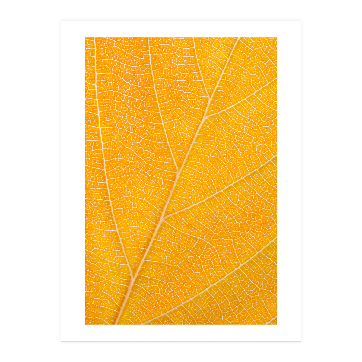 Autumn Leaf (Print Only)