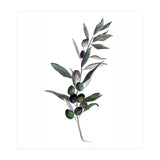 Botanical Illustration Olive (Print Only) thumbnail