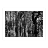 Weeping Willow (Print Only) thumbnail