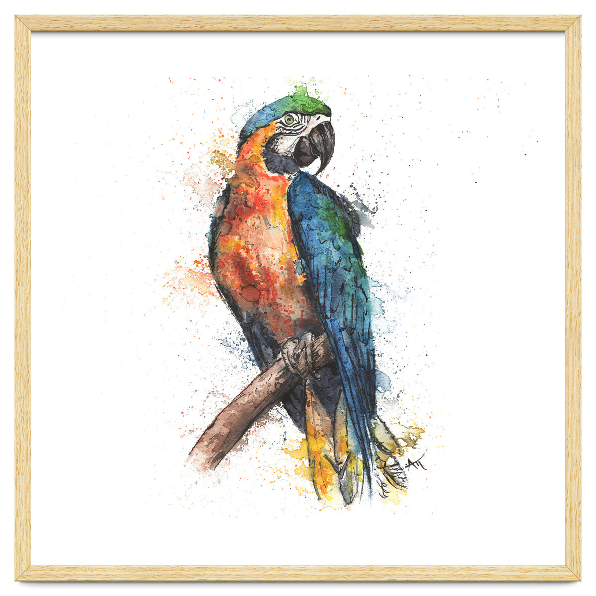 Parrot - Wildlife Collection