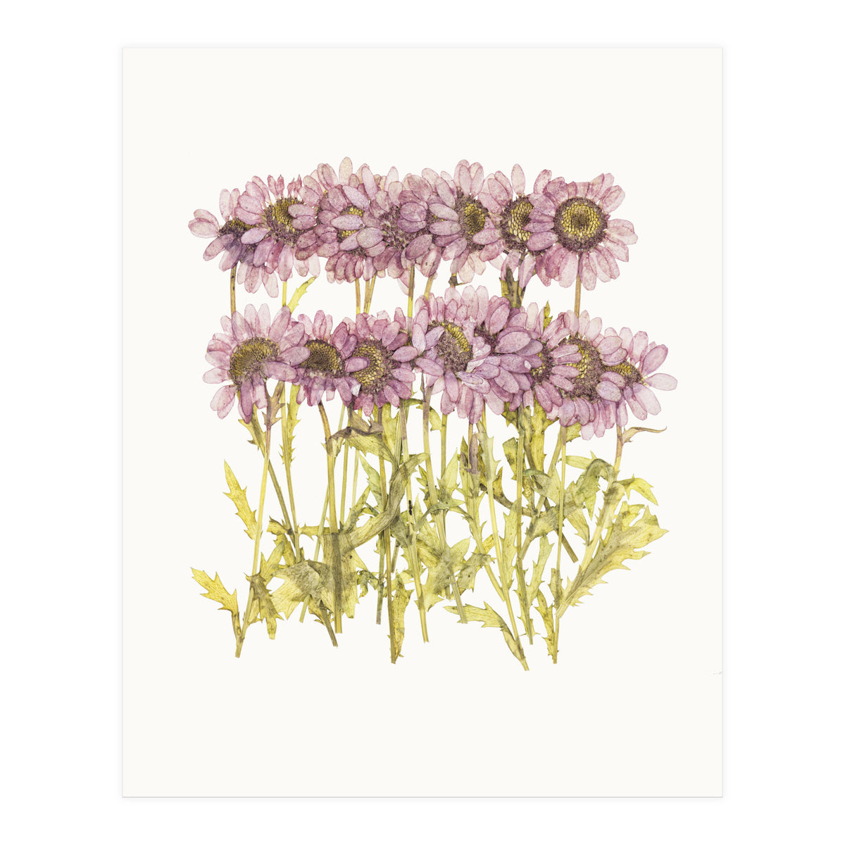 Cc Flower 02 (Print Only)