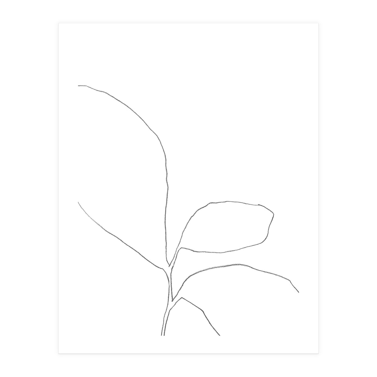 Three Leaf Seedling (Print Only)