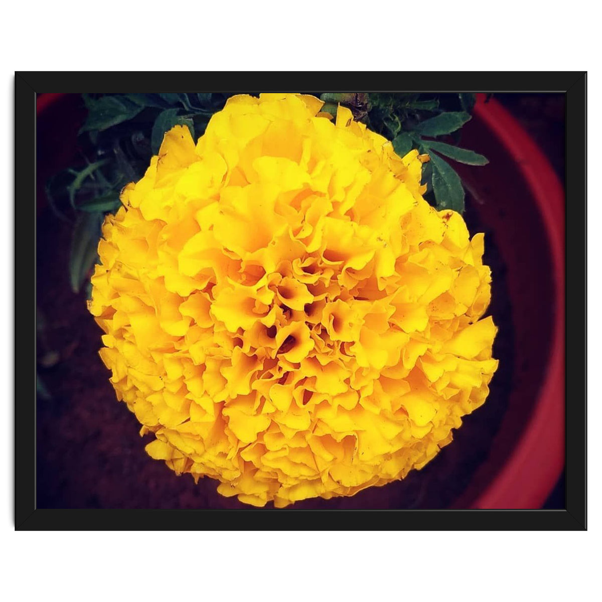 Yellow Chrysanthemum