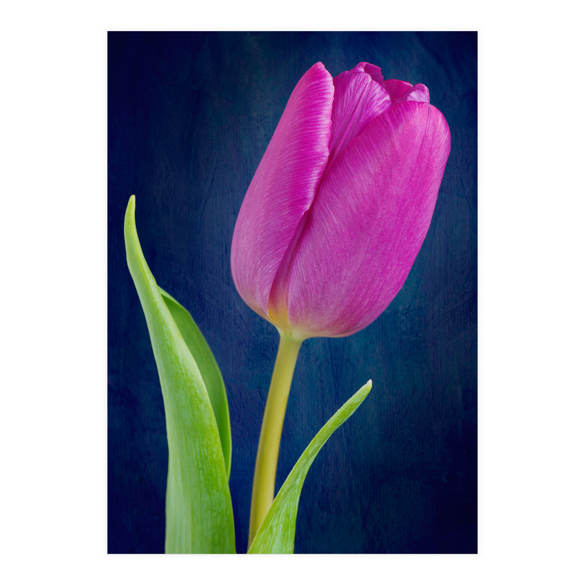 Tulip (Print Only)