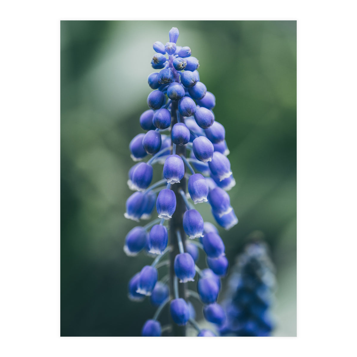 Blue Bells (Print Only)