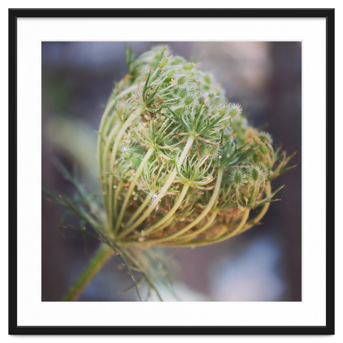 Seed head