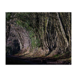 Sunlit Tunnel of Trees (Print Only) thumbnail