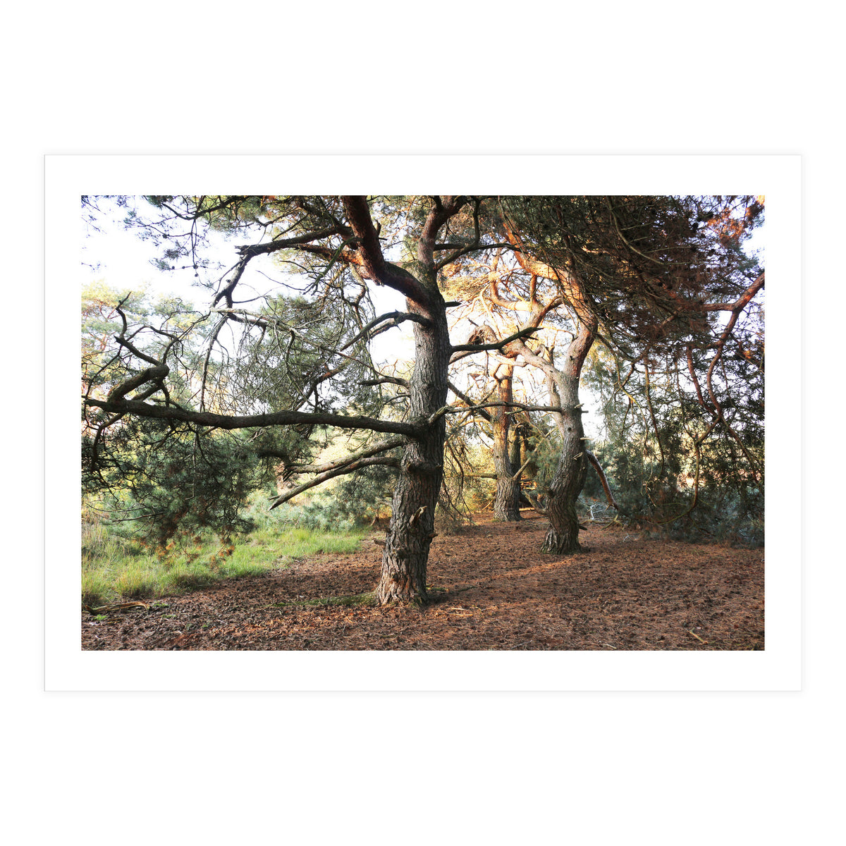 Pine Trees (Print Only)