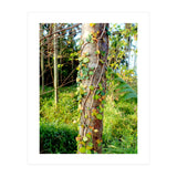 Vine (Print Only) thumbnail