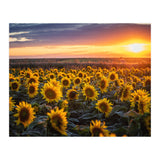 Sunflowers at Sunset (Print Only) thumbnail