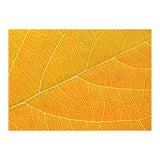 Autumn Leaf (Print Only) thumbnail