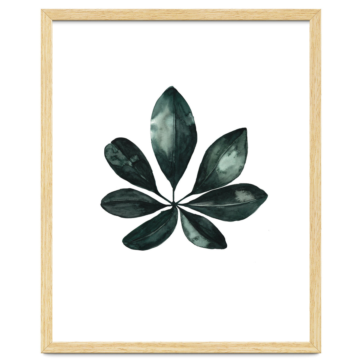 Botanical Illustration Arboricola Schefflera