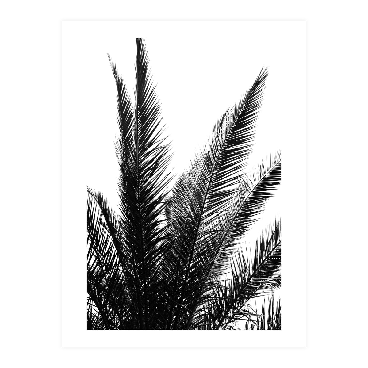 Black and White (Print Only)