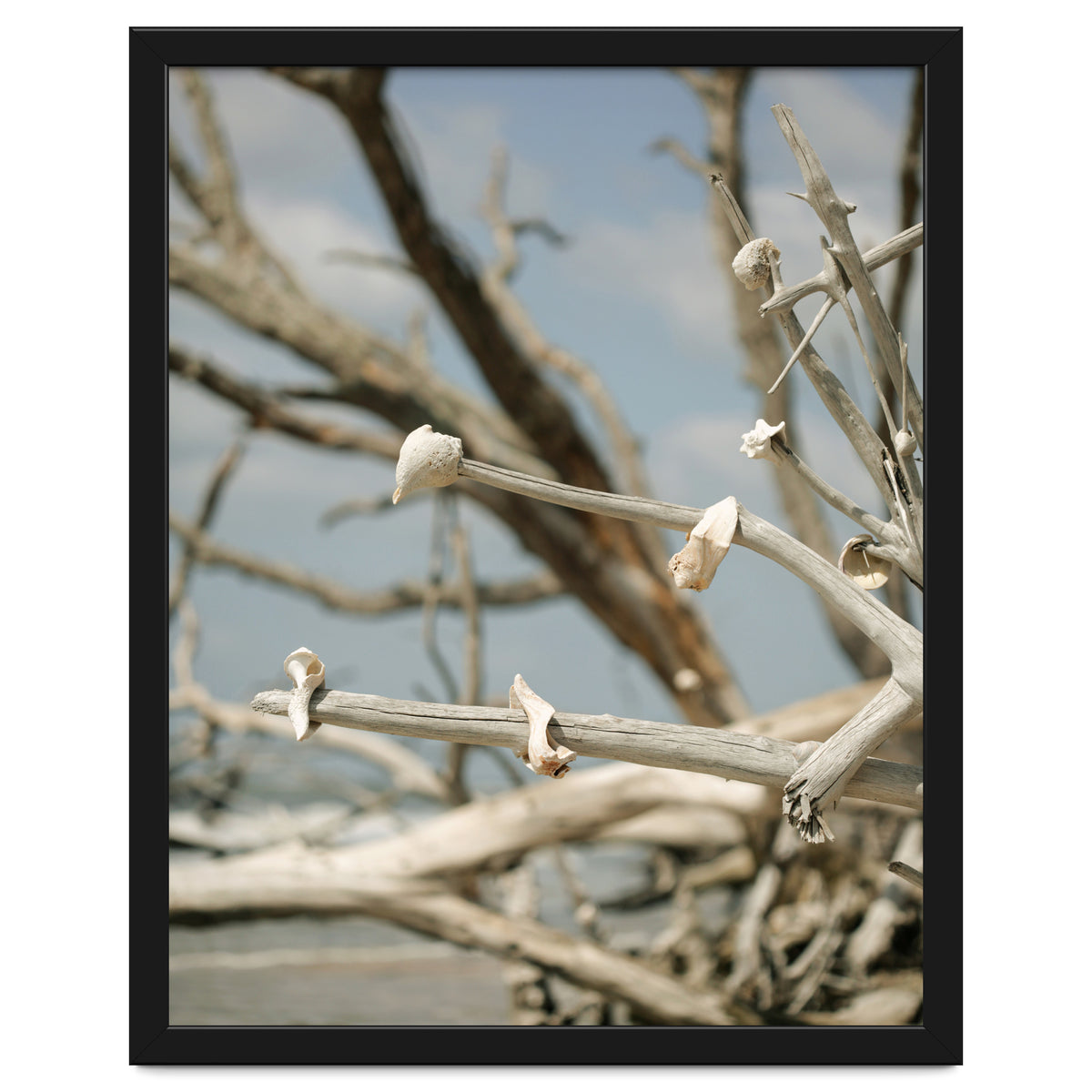 Seashells And Driftwood