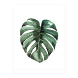 Botanical Illustration Monstera Deliciosa (Print Only) thumbnail