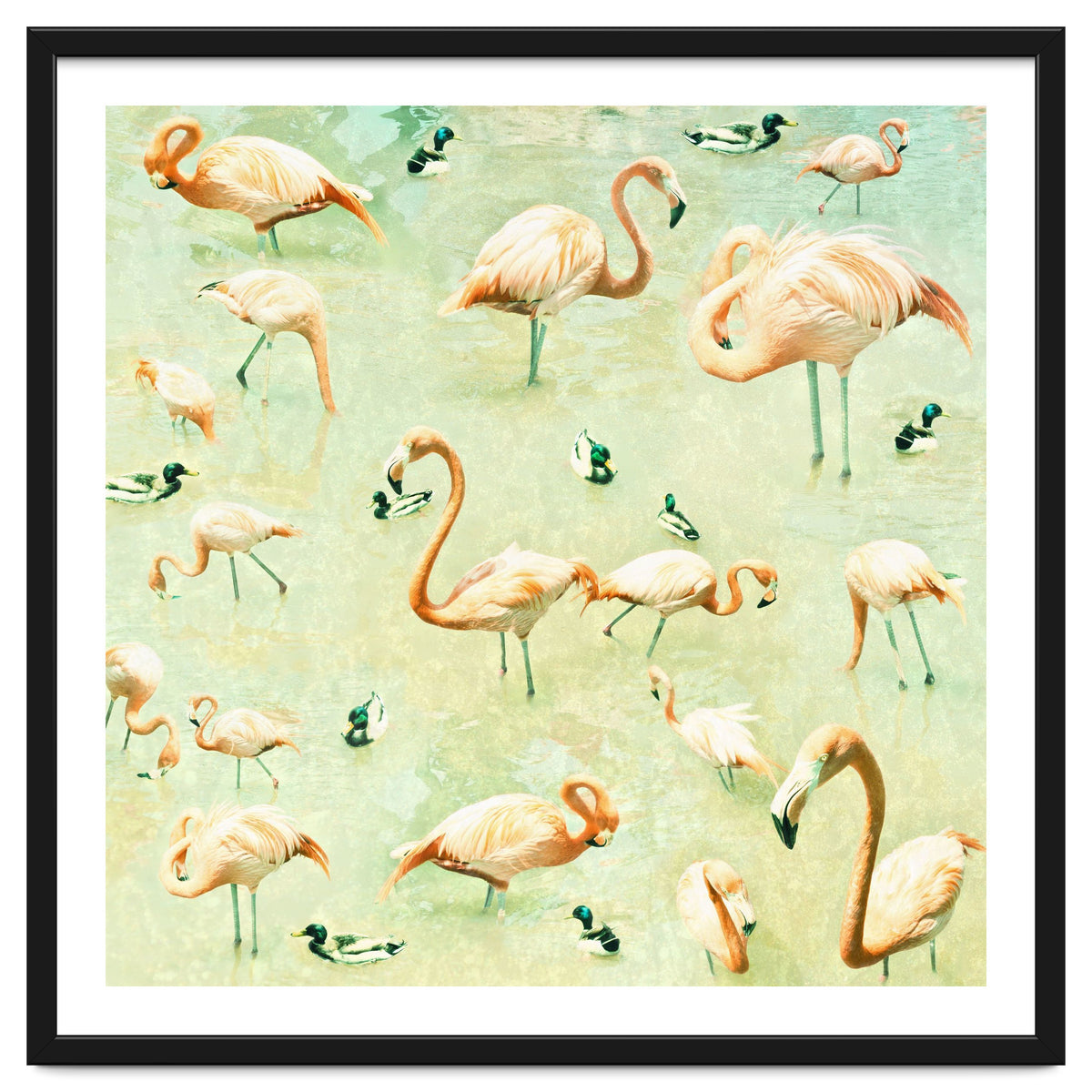 Flamingos