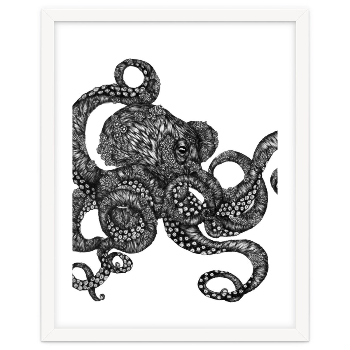 Barnacle Octopus