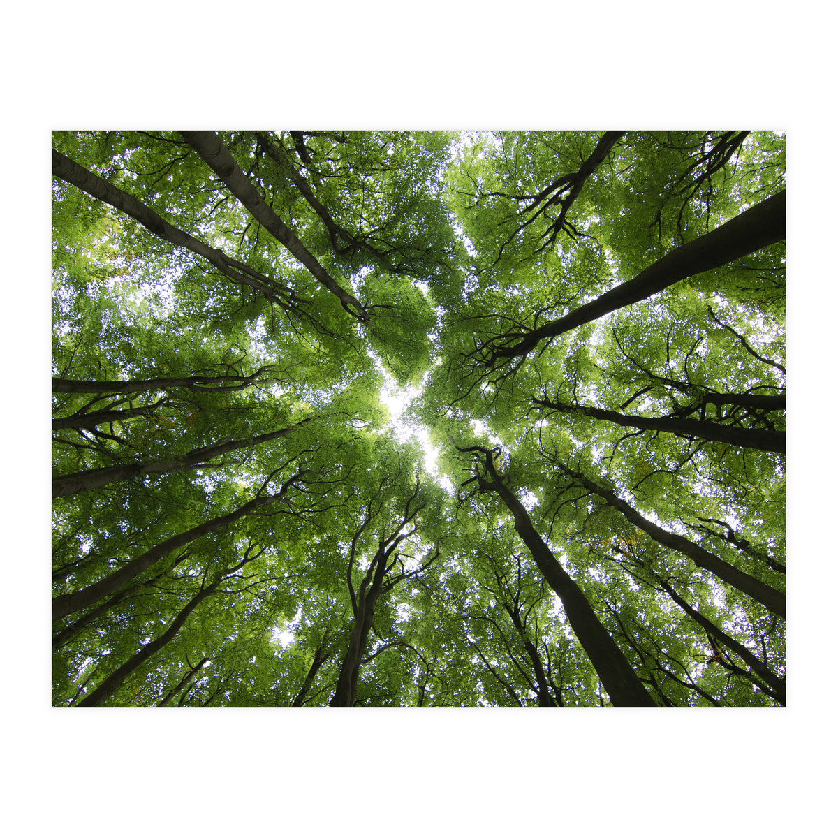 Beechwood (Print Only)