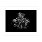 Backyard Flowers In Black And White No 49 (Print Only) thumbnail