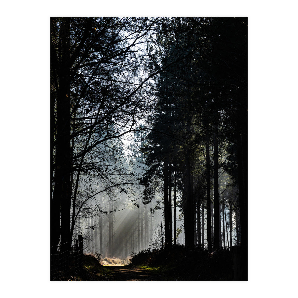 Misty Woodland Morning (Print Only)