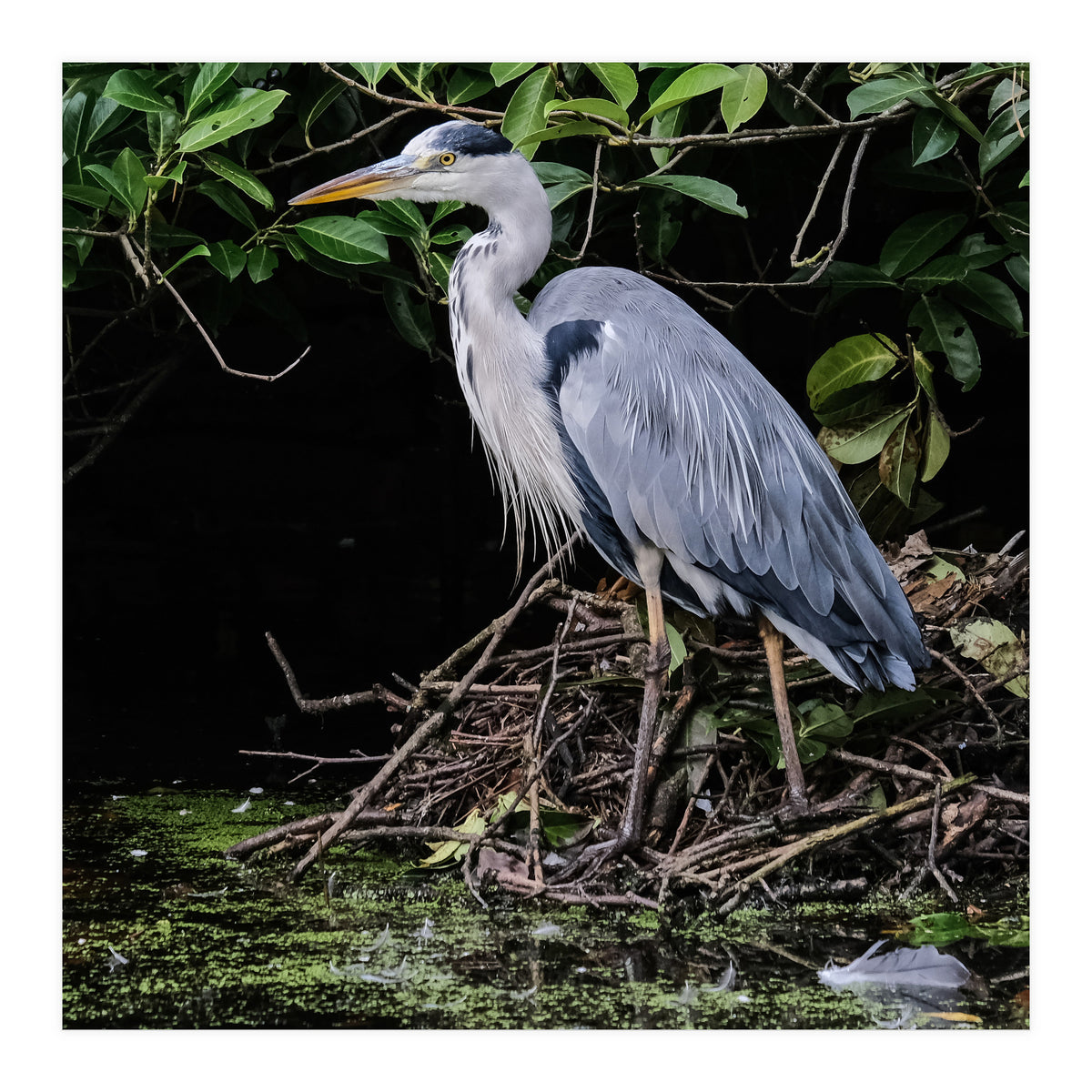 Heron (Print Only)
