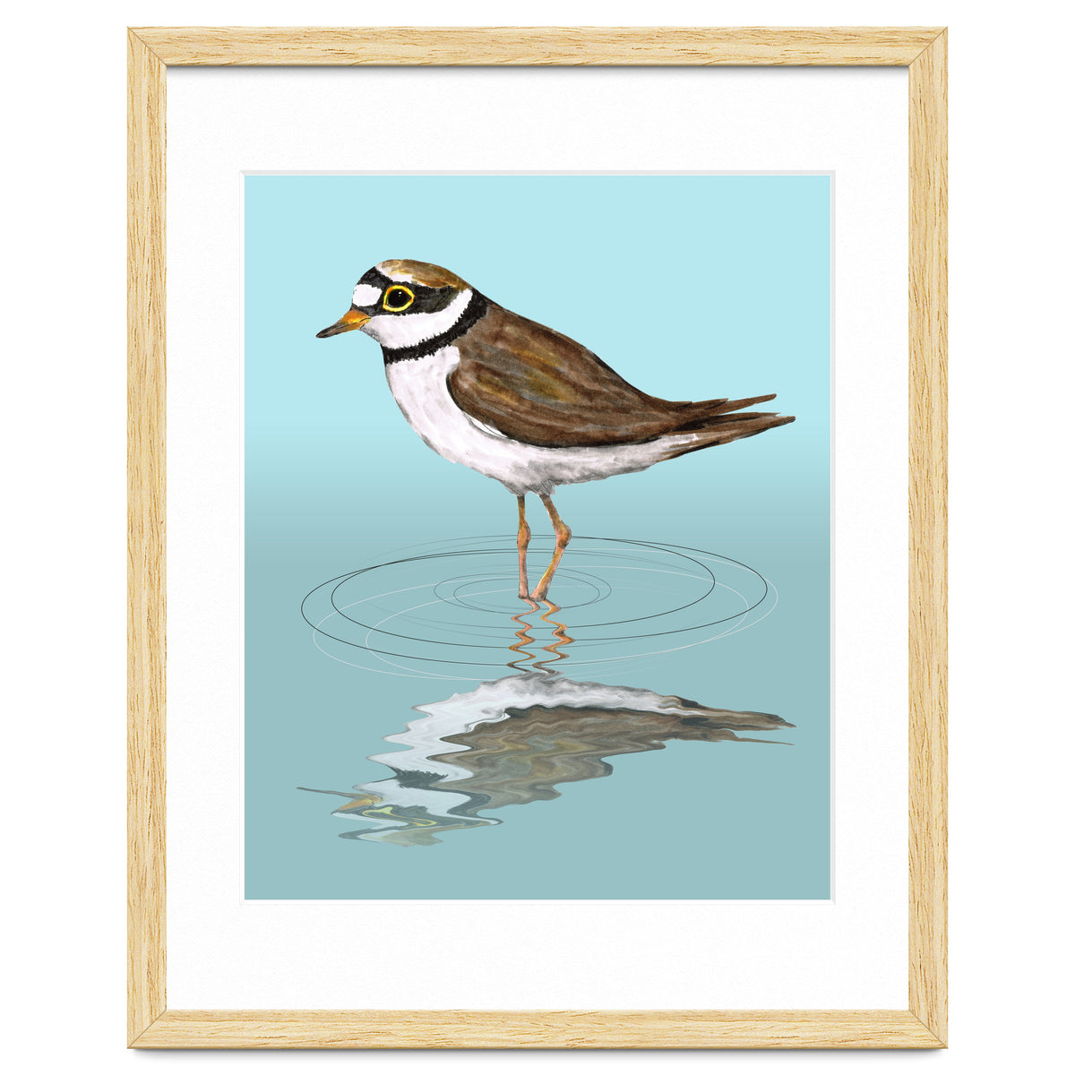 Little ringed  plover