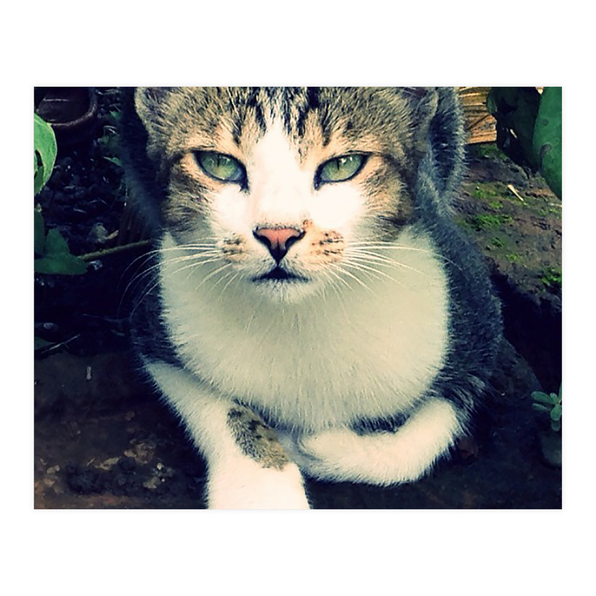 Photogenic Cat (Print Only)