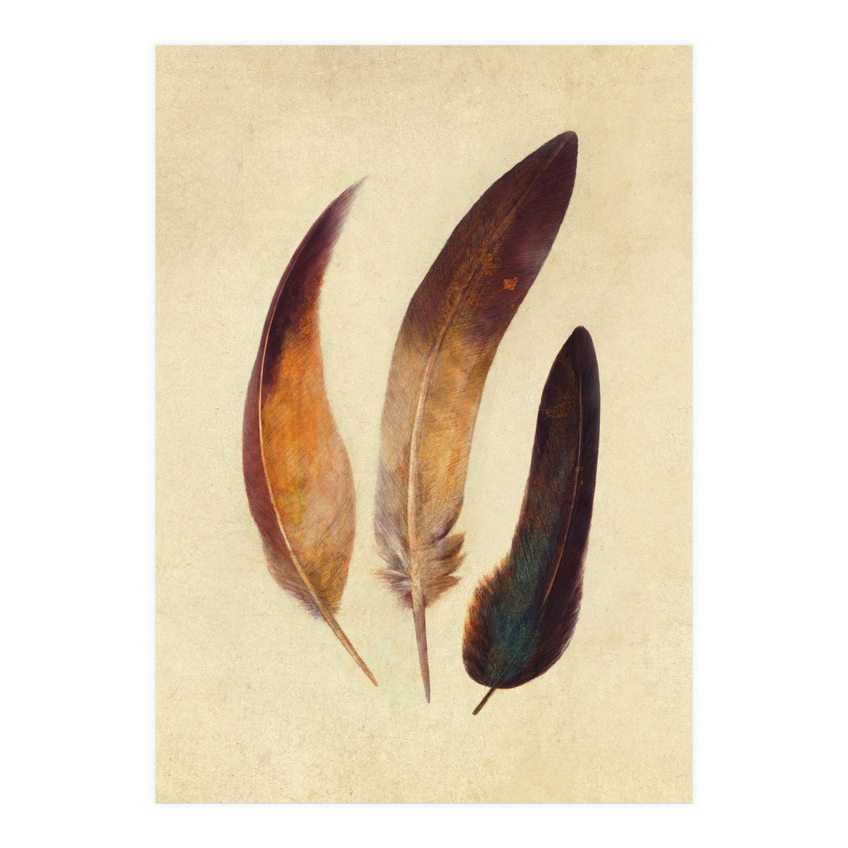 Three Feathers (Print Only)