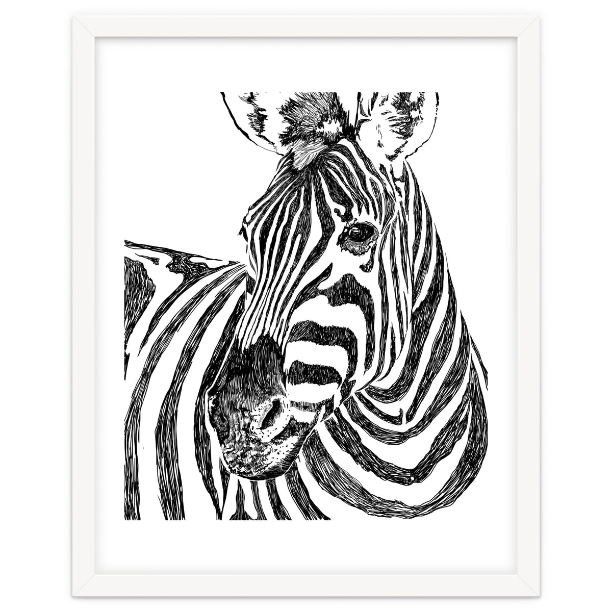 Zebra