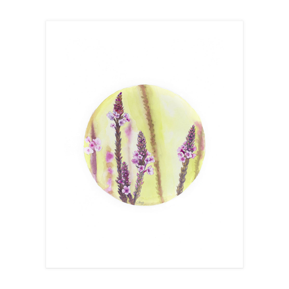 Circular Verbena (Print Only)